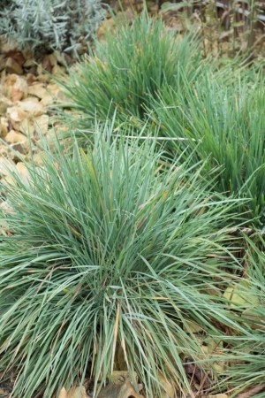 KOELERIA glauca Blue Sprite